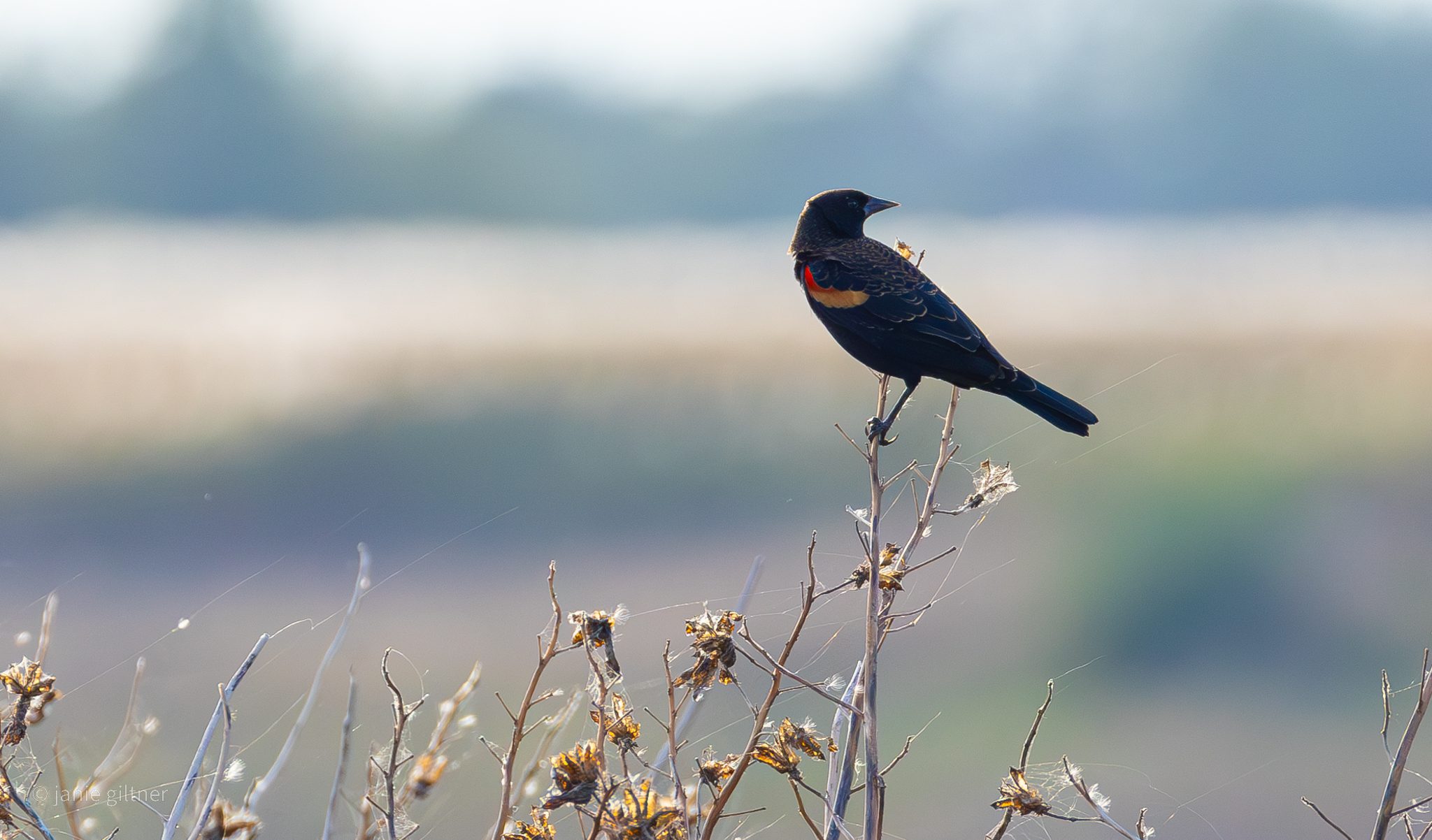 Image of a bird