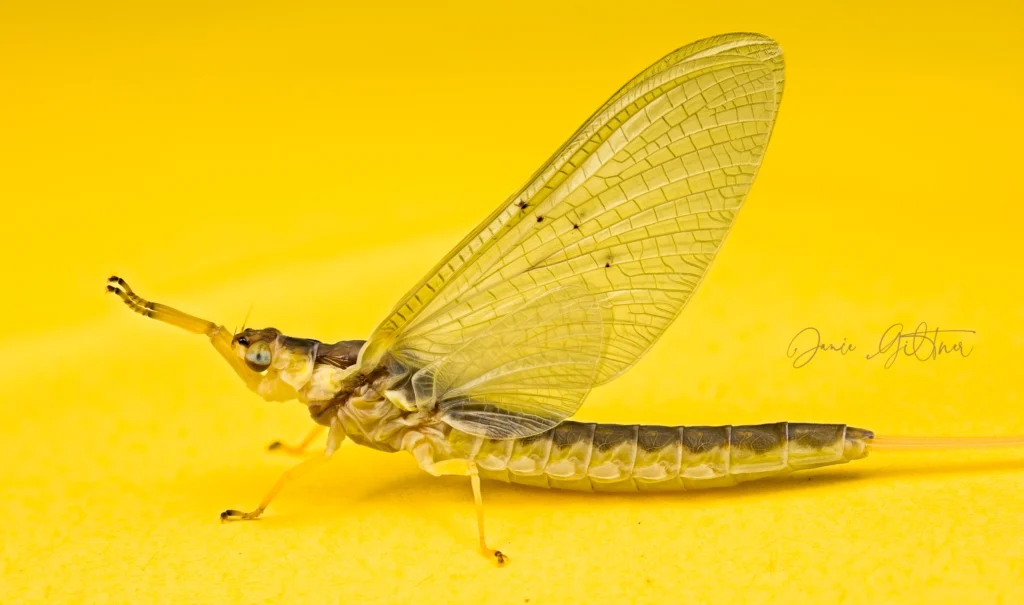 Mayfly at 1x Life Size