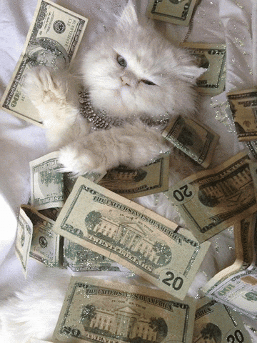 A funny animated kitty GIF